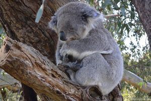 10 Животных на острове кенгуру в австралии: кого можно увидеть