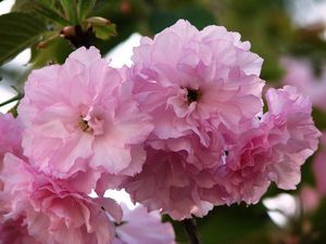 В японии начинаются праздники посвященные цветению сакуры
